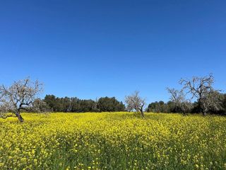 Terreno en venta en Algaida