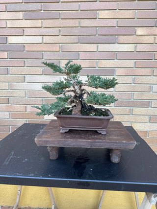 Bonsái Tanuki Sonare