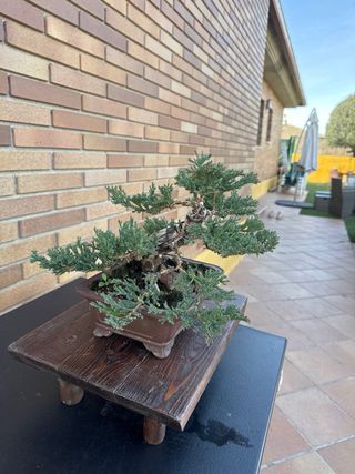 Bonsái Tanuki Sonare