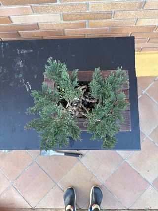 Bonsái Tanuki Sonare