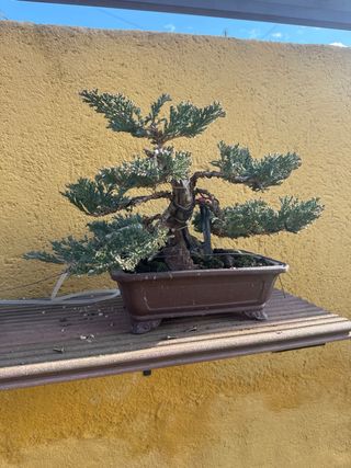 Bonsái Tanuki Sonare