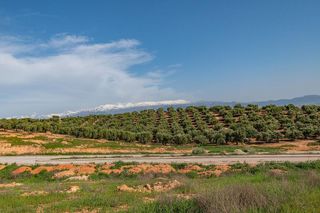 Terreno en venta en Albolote
