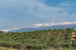 Terreno en venta en Albolote
