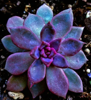 Echeveria Purple Sea Urchin 10cm