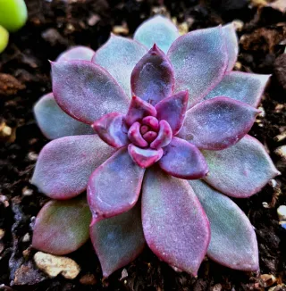 Echeveria Purple Sea Urchin 10cm