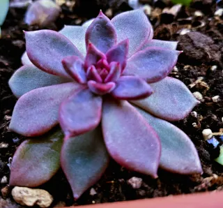 Echeveria Purple Sea Urchin 10cm