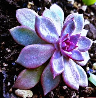 Echeveria Purple Sea Urchin 10cm