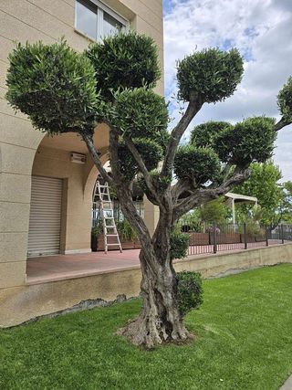 Local comercial en alquiler en Esparreguera