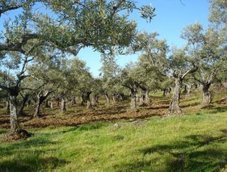 Terreno en venta en Sanlúcar la Mayor