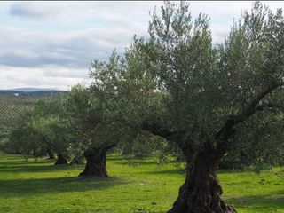 Terreno en venta en Sanlúcar la Mayor