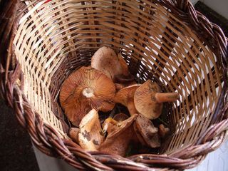 Terreno en venta en Moià