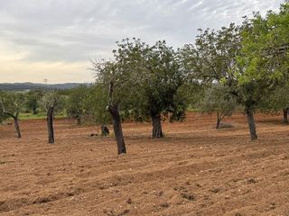Terreno en venta en Porreres