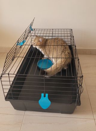 Jaula cobaya/conejo negra y azul