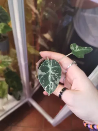 Alocasia Black Velvet Pink