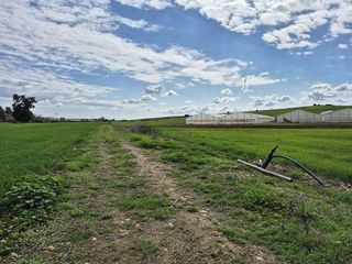 Terreno en venta en Palma del Río