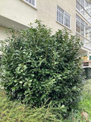 Casa pareada en venta en Monforte de Lemos