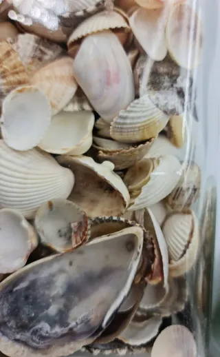 CONJUNTO 2 JARRONES DE CONCHAS Y CARACOLES