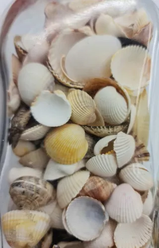 CONJUNTO 2 JARRONES DE CONCHAS Y CARACOLES