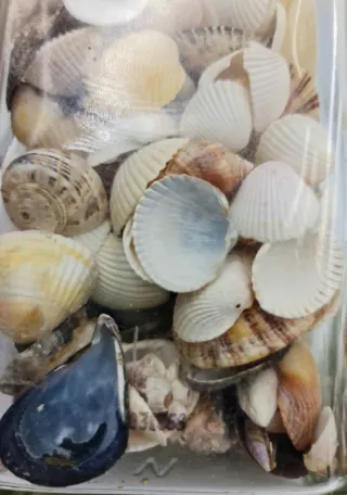 CONJUNTO 2 JARRONES DE CONCHAS Y CARACOLES