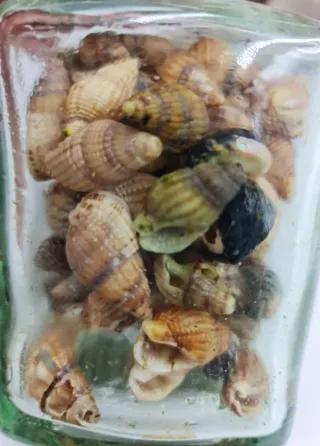 CONJUNTO 2 JARRONES DE CONCHAS Y CARACOLES