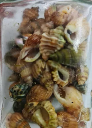 CONJUNTO 2 JARRONES DE CONCHAS Y CARACOLES