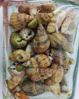 CONJUNTO 2 JARRONES DE CONCHAS Y CARACOLES