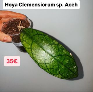 Hoya Clemenisorum sp. Aceh