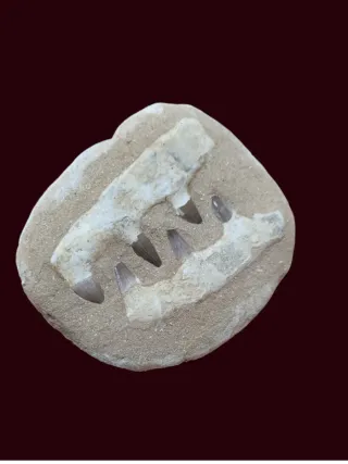 Fósil Mosasaurus en matriz