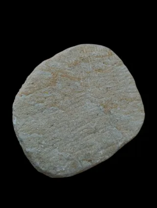 Fósil Mosasaurus en matriz