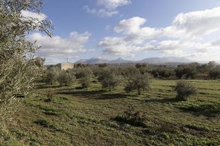 Nave industrial en venta en Albolote