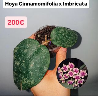 Hoya Cinnamomifolia x Imbricata
