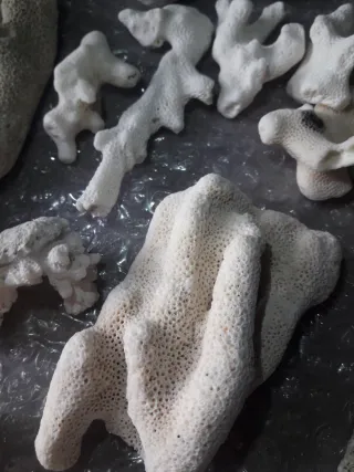 Lote Corales Fósiles y Conchas