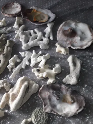 Lote Corales Fósiles y Conchas