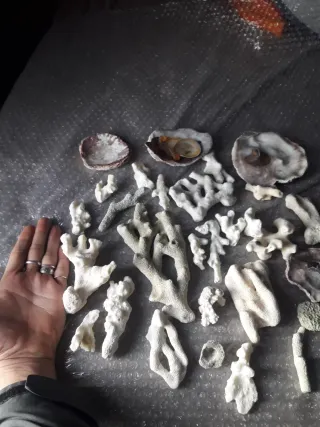 Lote Corales Fósiles y Conchas