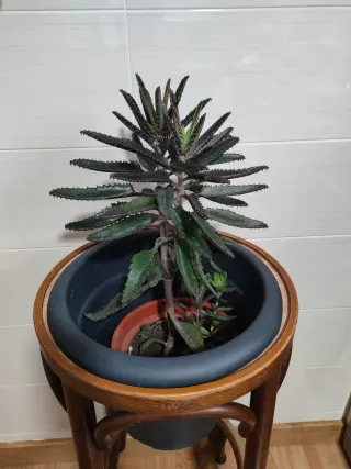 Soporte plantas doble madera