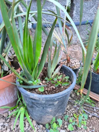 Planta Dracaena pequeña/mediana/grande