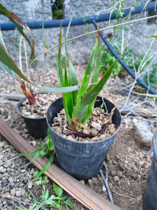 Planta Dracaena pequeña/mediana/grande