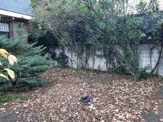 Jardinero profesional