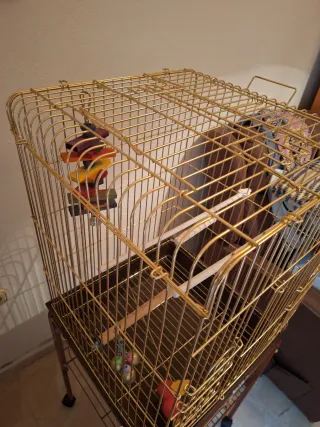 Jaula para ninfa o loro