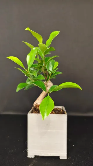 Bonsai Ficus retusa