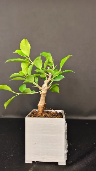 Bonsai Ficus retusa