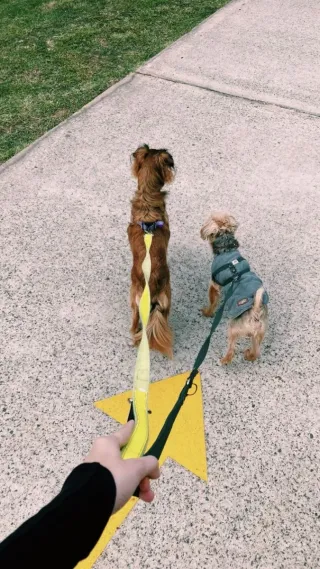 Limpieza, nunny, perros y apoyo en general.