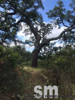 Terreno en venta en Ubrique