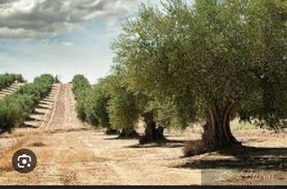 Terreno en venta en Rute