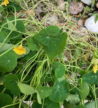 Piante di Nasturzio con Fiori Gialli