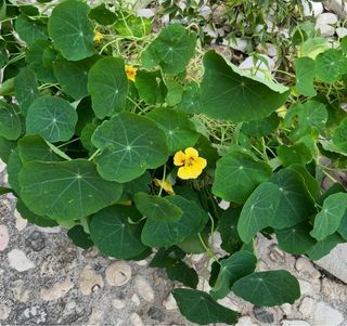 Piante di Nasturzio con Fiori Gialli