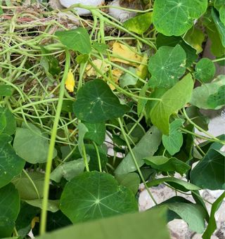 Piante di Nasturzio con Fiori Gialli