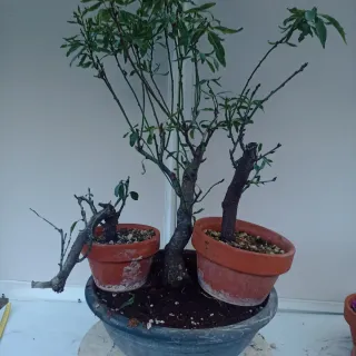 Almendros en maceta
