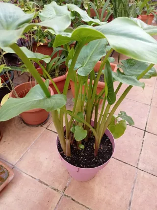 Planta de Cala Blanca