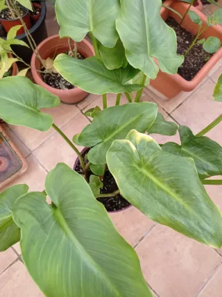 Planta de Cala Blanca